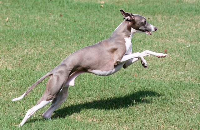 Italian Greyhound Photos